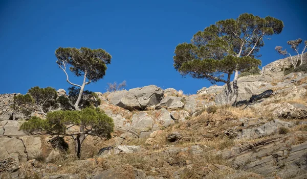 美しい緑の木々 青空背景の岩に成長 — ストック写真