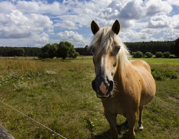Lähikuva Kaunis Hevonen Vihreällä Niityllä — kuvapankkivalokuva