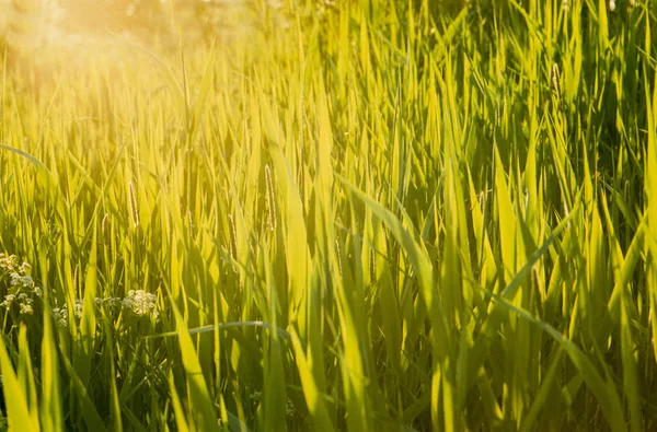 Geweldige Natuur Thema Natuur Concept — Stockfoto