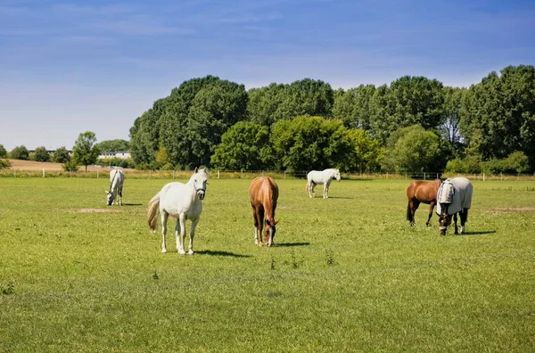 緑の草原の美しい馬のクローズ アップ — ストック写真