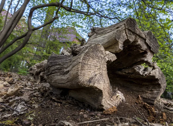 Nahaufnahme Der Baumrinde Der Eiche — Stockfoto