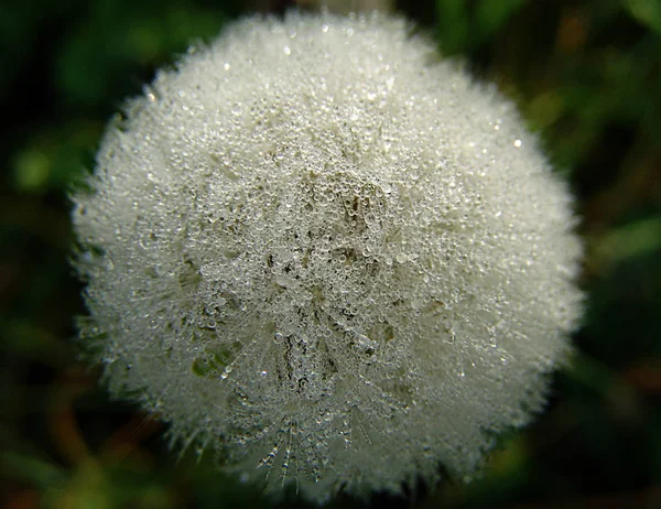 Prairie Avec Fleur Pissenlit Sur Fond Vert — Photo