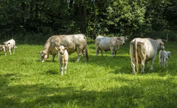 晴れた日に緑の牧草地に放牧牛 — ストック写真