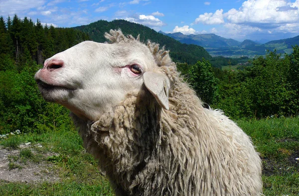 Schafe Aus Nächster Nähe Geschossen — Stockfoto