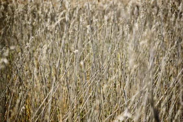 Reed Grass Grunge Effect — Stock Photo, Image