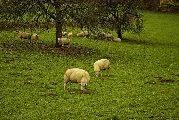 Moutons Sur Pâturage Début Printemps — Photo