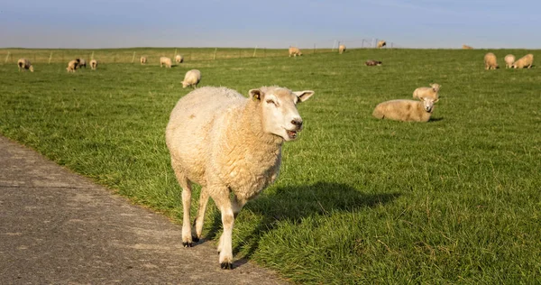 Moutons Sur Pâturage Début Printemps — Photo