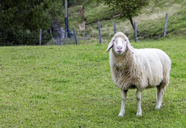 Schafe Auf Einer Weide Zeitigen Frühling — Stockfoto