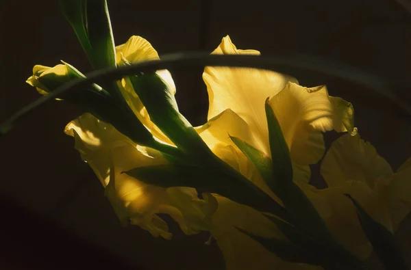 Γκρο Πλαν Ανθισμένα Όμορφα Κίτρινα Λουλούδια Γλαδιόλες — Φωτογραφία Αρχείου