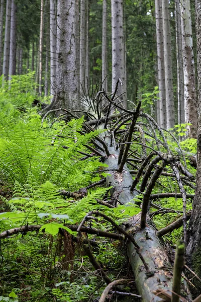 Schöner Grüner Wald Farbschuss — Stockfoto