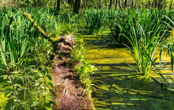 夏の日の林の池の美しい景色 — ストック写真