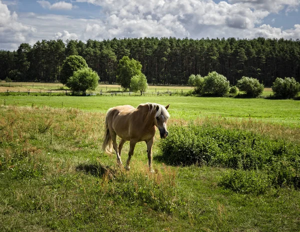 Közeli Kép Gyönyörű Zöld Rét — Stock Fotó