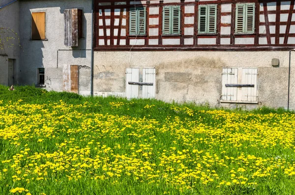 Çayır Sarı Karahindiba Çiçekli — Stok fotoğraf