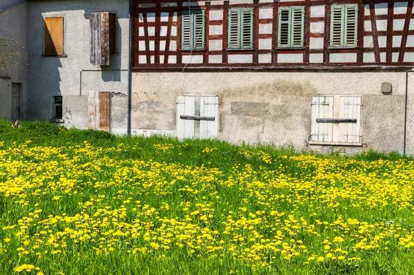 Meadow with yellow Dandelion Flowers