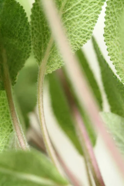 Sage Salvia Officinalis Primo Piano Shot — Foto Stock