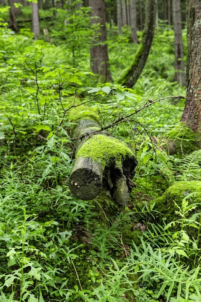 Schöner Grüner Wald Farbschuss — Stockfoto