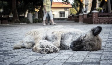 Amazing komik köpek uyumak yakın çekim fotoğraf