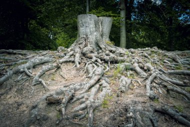 Yakın çekim, ağaç kabuğu, ortak meşe 