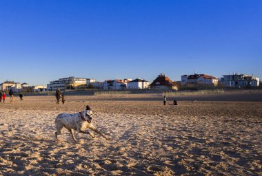 Köpek having fun At Beach. Doğa