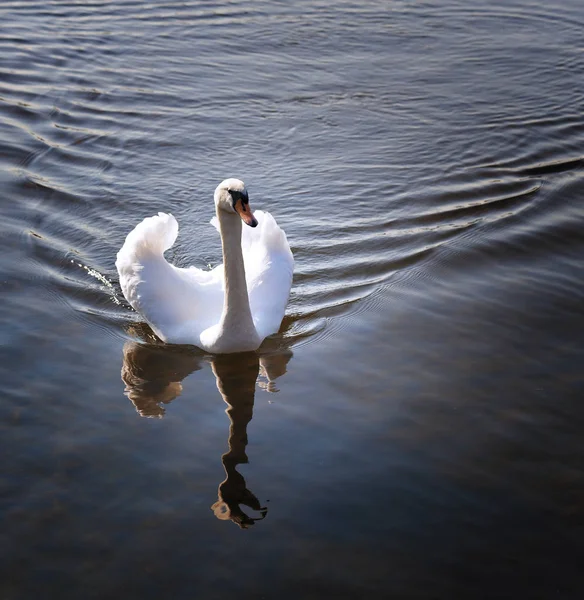 Cisne Blanco Mar Báltico —  Fotos de Stock