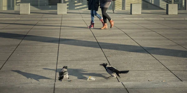 Detailní Foto Černé Ptáky Venkovní Ulici — Stock fotografie