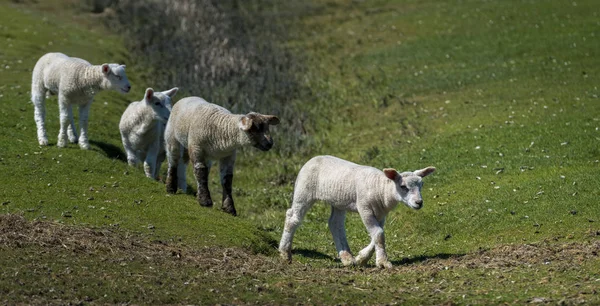 Moutons Sur Pâturage Début Printemps — Photo