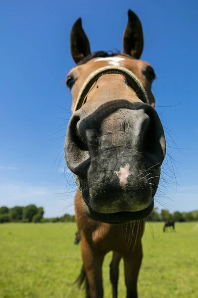 Close Beautiful Horse Green Meadow — Stock Photo, Image