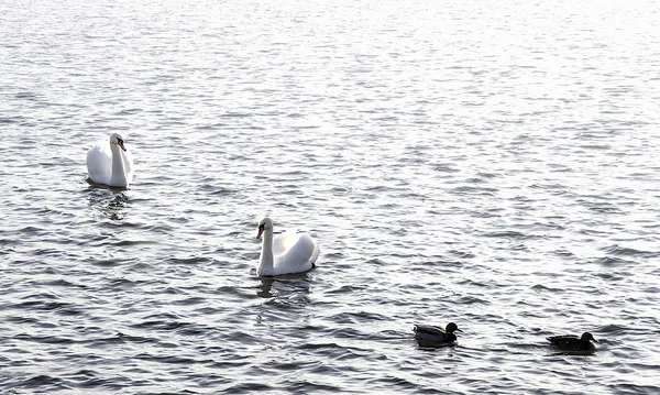 Cisnes Blancos Mar Báltico —  Fotos de Stock