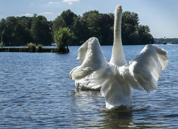 Cisne Blanco Mar Báltico —  Fotos de Stock