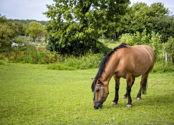 緑の草原の美しい馬のクローズ アップ — ストック写真