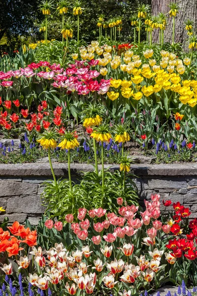 Удивительные Цветные Цветы Крупным Планом — стоковое фото