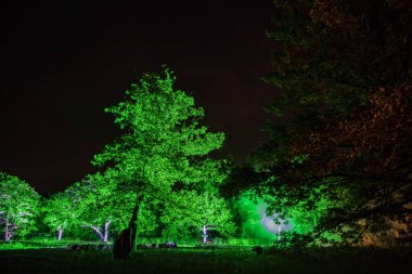 fotoğraf gece zamanında yeşil orman 