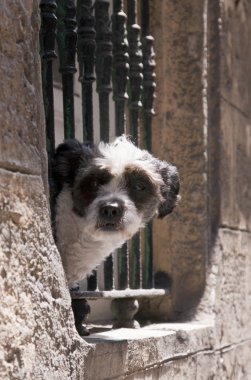 Komik köpek inanılmaz yakın çekim 