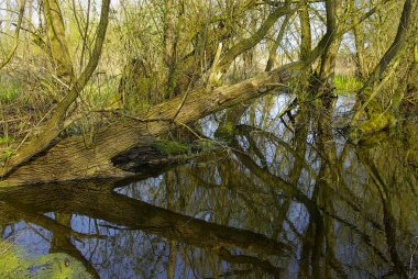 yaz günü, ormandaki gölet ısmarlayarak 