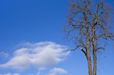 Bulut ve mavi gökyüzü önünde Treetop