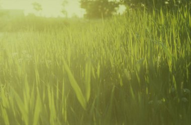 çayır ile yeşil yaz çimen, yakın çekim  