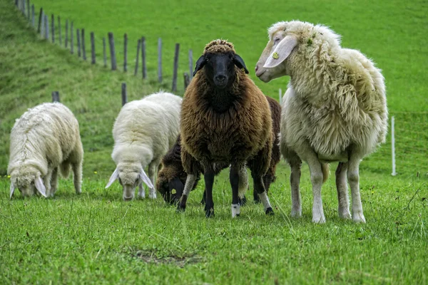 Moutons Sur Pâturage Début Printemps — Photo