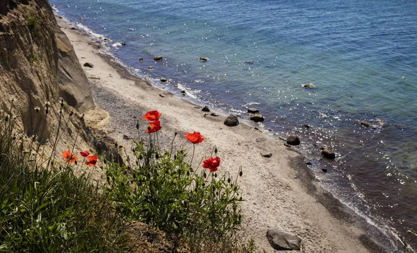 Papaveri Rossi Che Crescono Riva Mare Nella Giornata Sole — Foto Stock