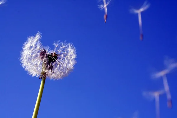 Prado Con Flor Diente León Fondo — Foto de Stock