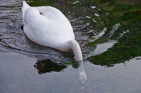 Cigno Bianco Sullo Sfondo Del Mar Baltico — Foto Stock