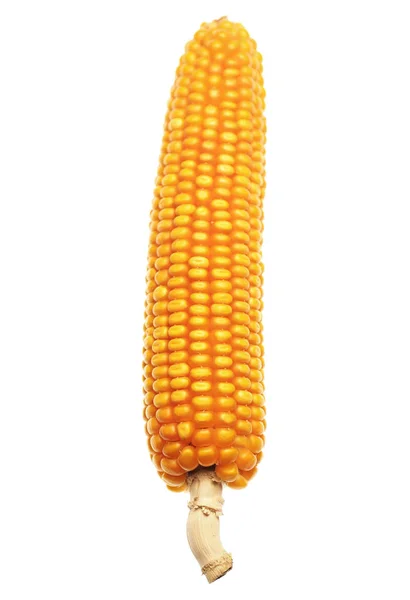 Close Photo Corn Cob Isolated White Background — Stock Photo, Image