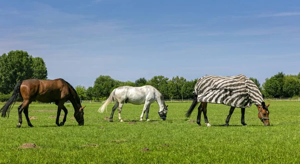 緑の草原の美しい馬のクローズ アップ — ストック写真