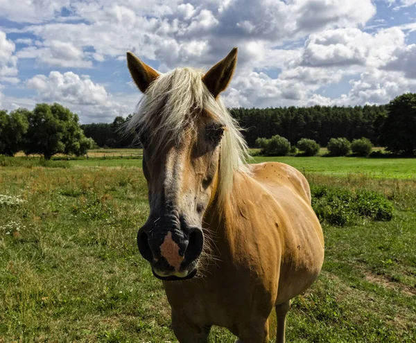 Close Beautiful Horse Green Meadow — Stock Photo, Image