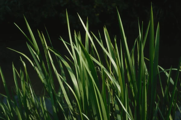 Foto Van Vers Groen Gras Buiten — Stockfoto