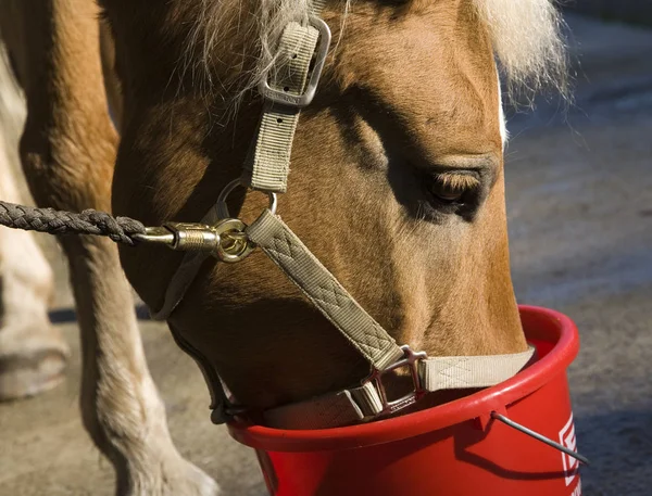 close-up of beautiful Horse Feeding from red bowl
