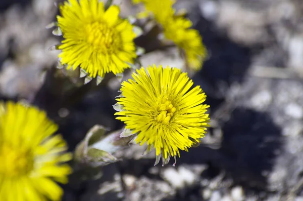 Fantastisk Färg Blommor Närbild — Stockfoto