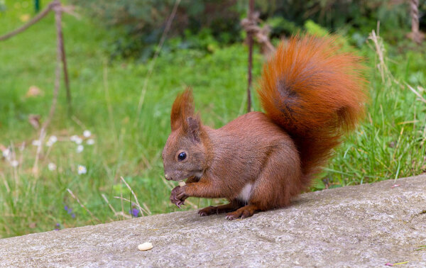 close-up photo of wild Squirrel with nut