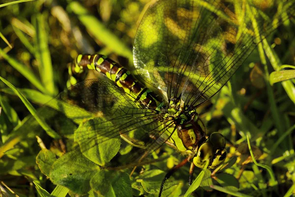 Una Libélula Una Hembra Halcón Del Sur Aeshna Cyanea Hace — Foto de Stock