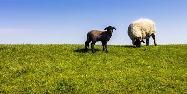 Moutons Sur Pâturage Début Printemps — Photo