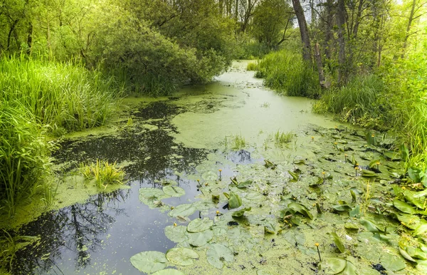緑の森の小河川 — ストック写真